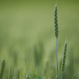 50 Relaxation Sounds for Meditation, Spa and Meditation - Ambient Forest