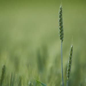 50 Relaxation Sounds for Meditation, Spa and Meditation - Ambient Forest