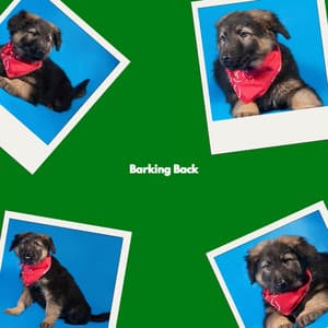 Barking Back - Morning Calm Playlist