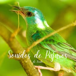 Sonidos de Pájaros de Fondo - Academia de Música con Sonidos de la Naturaleza