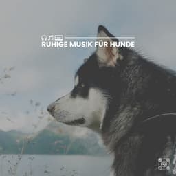 Ruhige Musik für Hunde - Hundemusik