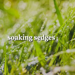 Soaking Sedges - Baby Sleep Rain