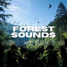 Forest Sounds and Birdsong - FX Forest Sounds