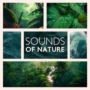 Sounds Of Nature: Relaxing Natural Ambience For Meditation And Sleep - Total Nature Relaxation