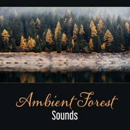 Ambient Forest Sounds – Space of Secrets, Meditation in Forest, Relaxation, Deep Sleep, Dealing with Anxiety - Nature Music Sanctuary