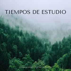 Tiempos De Estudio: Un Ambiente Forestal Perfecto Para Leer Todo El Día - Ruidos ambientales forestales
