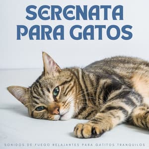 Serenata Para Gatos: Sonidos De Fuego Relajantes Para Gatitos Tranquilos - Martinillo