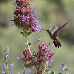 Spring Bird Sounds - Bird Sounds