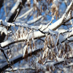 ! ! ! ! Winter's Embrace - Música Relajante