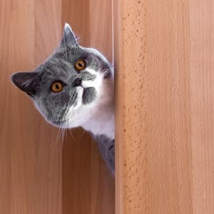 Feline Relax: Calming Rain Melodies for Curious Cats - Danny Rainsounds