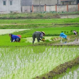 Rainfall Rhythms: Binaural Melodies for Efficient Work - The Binaural Beats Factory