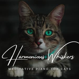 Harmonious Whiskers: Meditative Piano for Cats - Classical Piano Channel