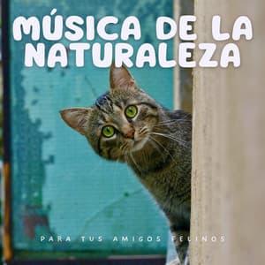 Música De La Naturaleza Para Tus Amigos Felinos - Biblioteca XLE de sonidos de la naturaleza