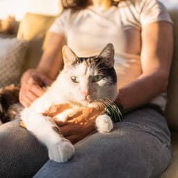 Momentos Perfectos: Melodías De Piano Para Gatos - Caja de Piano