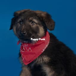 Puppy Punk - Jazz Lounge Bar Radio