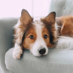 Pet Peace: Soothing Sounds for Dogs - Lunch Time Music