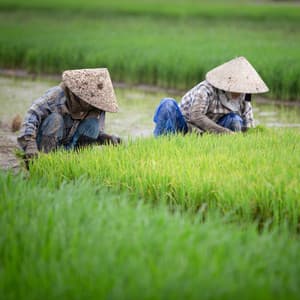 Tranquil Workday with Piano Raindrops - The Friendly Piano