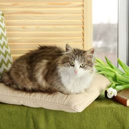 Piano Raindrops: Cat's Peaceful Coziness - Piano Bar Lounge