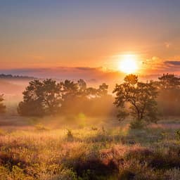 Relajación Pura: Música Armoniosa Para Descanso - Naturaleza Sonora