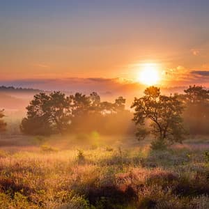 Relajación Pura: Música Armoniosa Para Descanso - Naturaleza Sonora