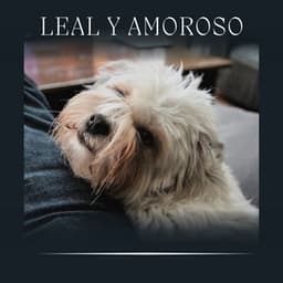 Leal y Amoroso - Biblioteca de Música Para Mascotas