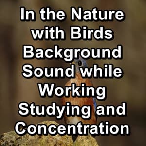 In the Nature with Birds Background Sound while Working Studying and Concentration - Animal and Bird Songs