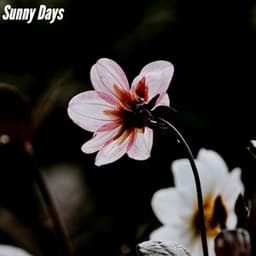 Sunny Days - Thursday Morning Jazz Playlist