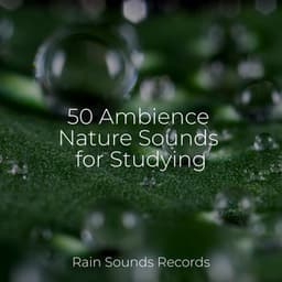 50 Ambience Nature Sounds for Studying - Calming Waves