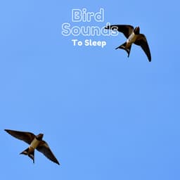 Bird Sounds to Sleep - Natural Sample Makers