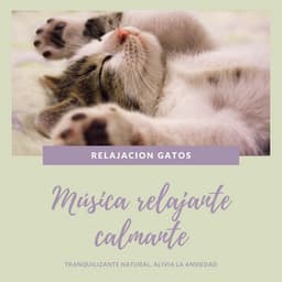 Relajacion gatos - Música relajante calmante - Gatos Especialistas