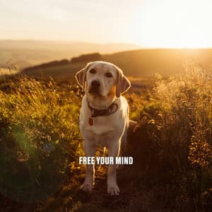 Free Your Mind - Dog Music