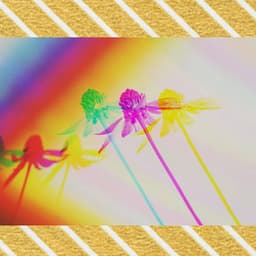 Bossa Guitars - Bgm for Lovely illusions - Fine Dining Music