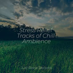 Stress Relief Tracks of Chill Ambience - Forest Sounds