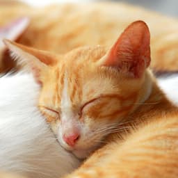 Mystic Cat Jazz Lounge Dreams: Serene Feline Harmonies - JAZZY CROSSING