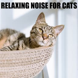 Relaxing Noise for Cats - Cat Music Experience
