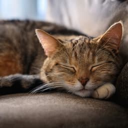 Serenata Felina: Melodías Orquestales Para La Relajación Y Serenidad De Los Gatos - Bertie Lambert