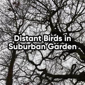 Distant Birds in Suburban Garden - Bird Sound Collectors