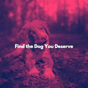 Find the Dog You Deserve - Harlem Jazz Guitar Quartet