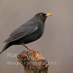 Rain: Beautiful Singing Bird Vol. 1 - Natural Woodland Sounds
