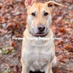 Furever Young Doggy Tunes - Dog Sleeping Soundtracks Deluxe