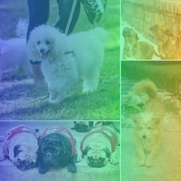 Trumpet Solo - Ambiance for Soothing Doggies - Pets Relax