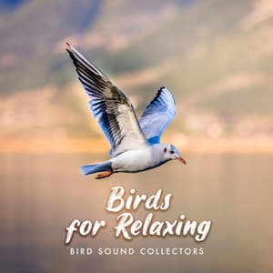 Birds for Relaxing - Bird Sound Collectors