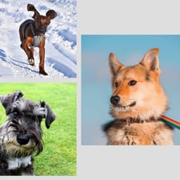 Lovely - Dogs on Couch - Relax My Puppy