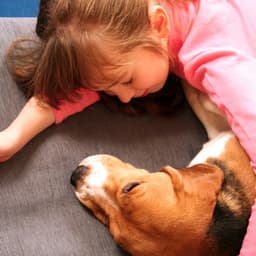 Rainy Harmony: Binaural Melodies to Comfort Your Pets - The Rain Library