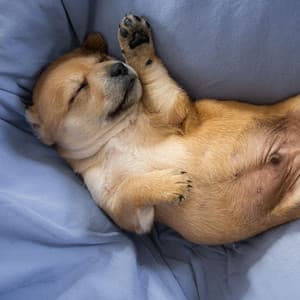 Doggy Rainfall: Ethereal Piano's Soothing Lullaby - Piano and Rain