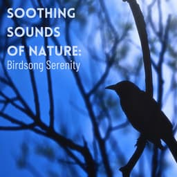 Soothing Sounds of Nature: Birdsong Serenity - Outside HD Samples