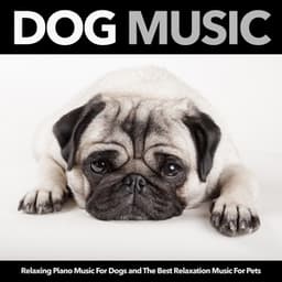 Dog Music: Relaxing Piano Music For Dogs and The Best Relaxation Music For Pets - Dog Music