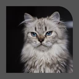 Smooth Jazz Guitar - Background Music for Nocturnal Cats - Cat Music Studio