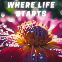 Where Life Starts - Chill Background Music for Relaxation