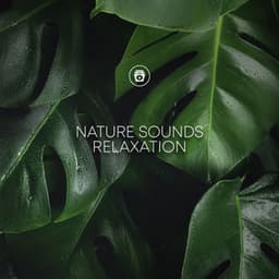 Nature Sounds Relaxation - Zen Sounds